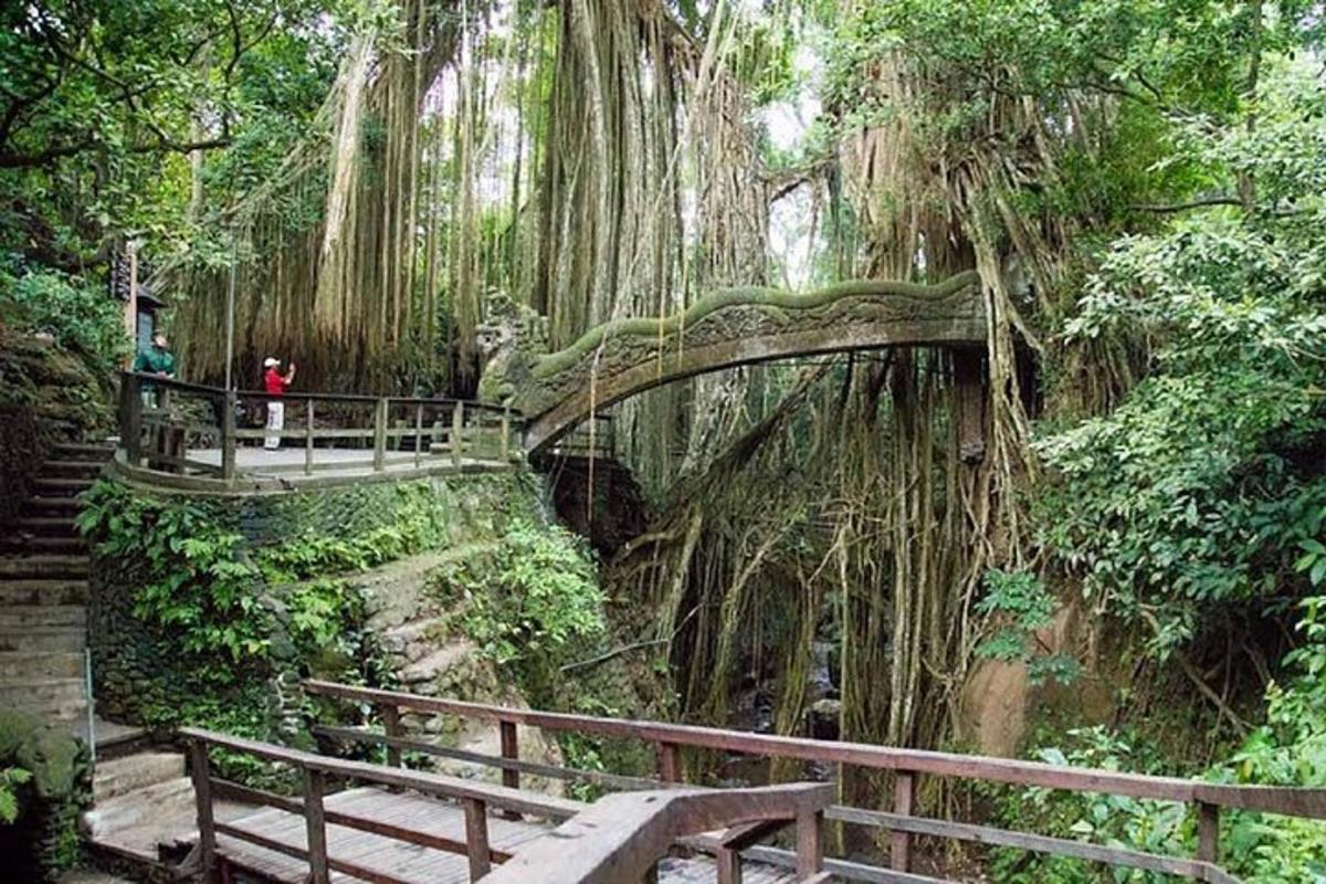 uma ponte em uma floresta com uma grande árvore
