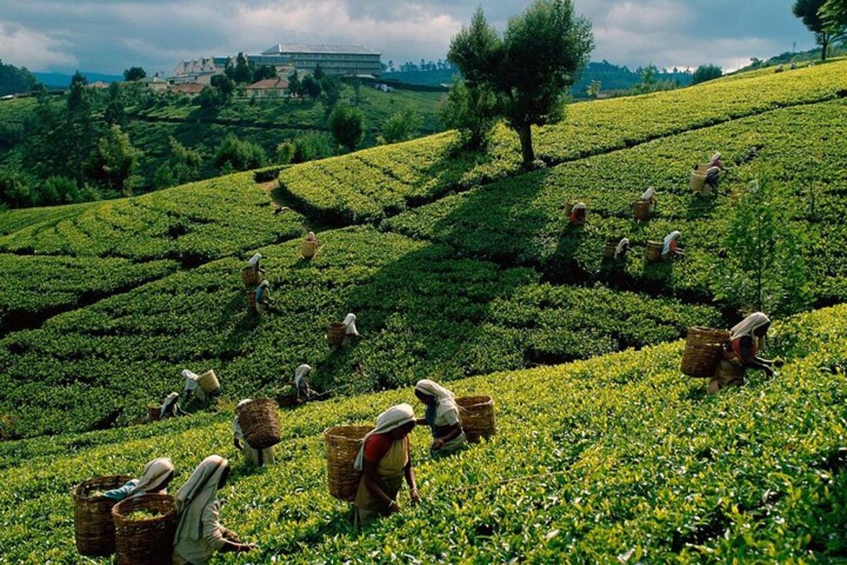 sekumpulan orang yang bekerja di ladang tanaman