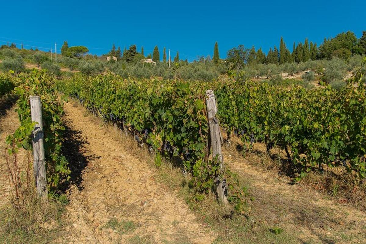 un camí de terra en una vinya amb una tanca
