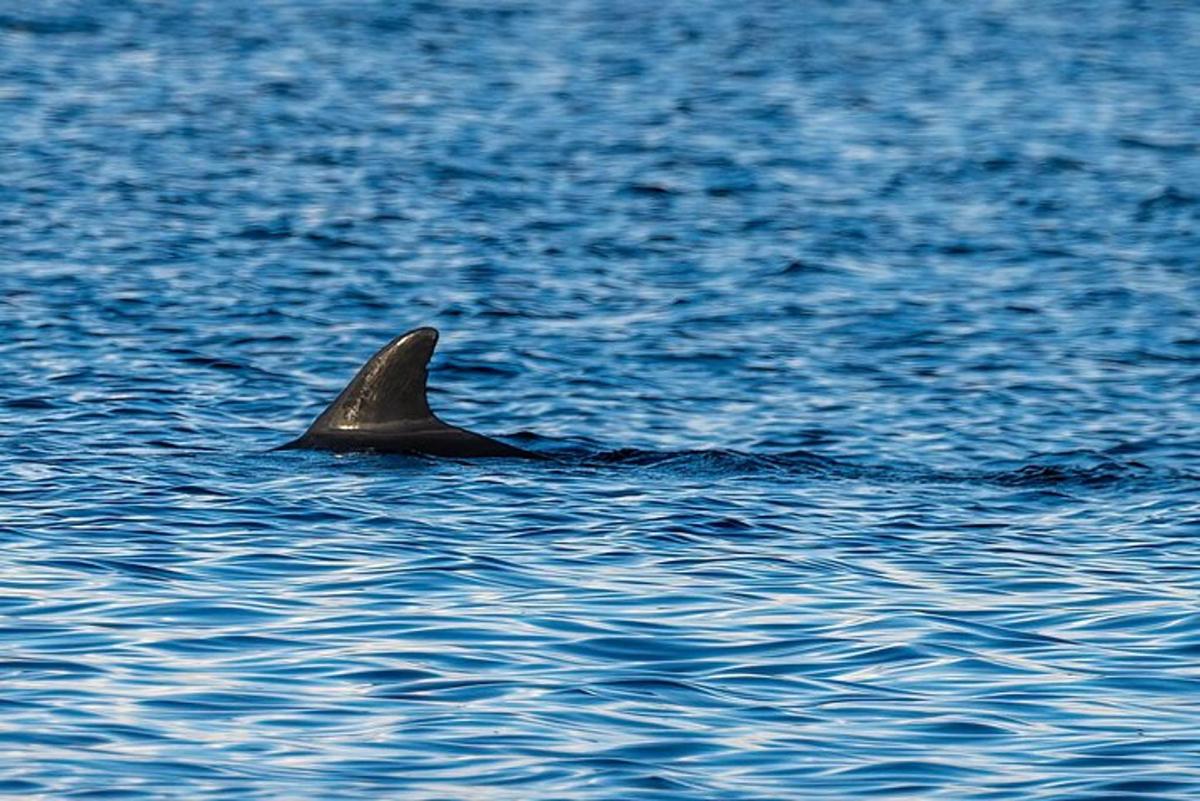 a dolphin swimming in a body of water
