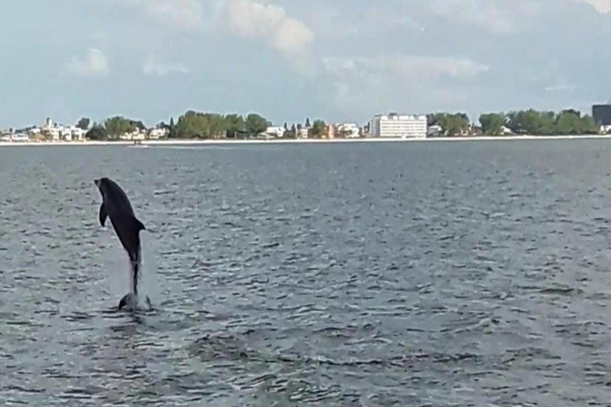 a dolphin standing in the middle of the water