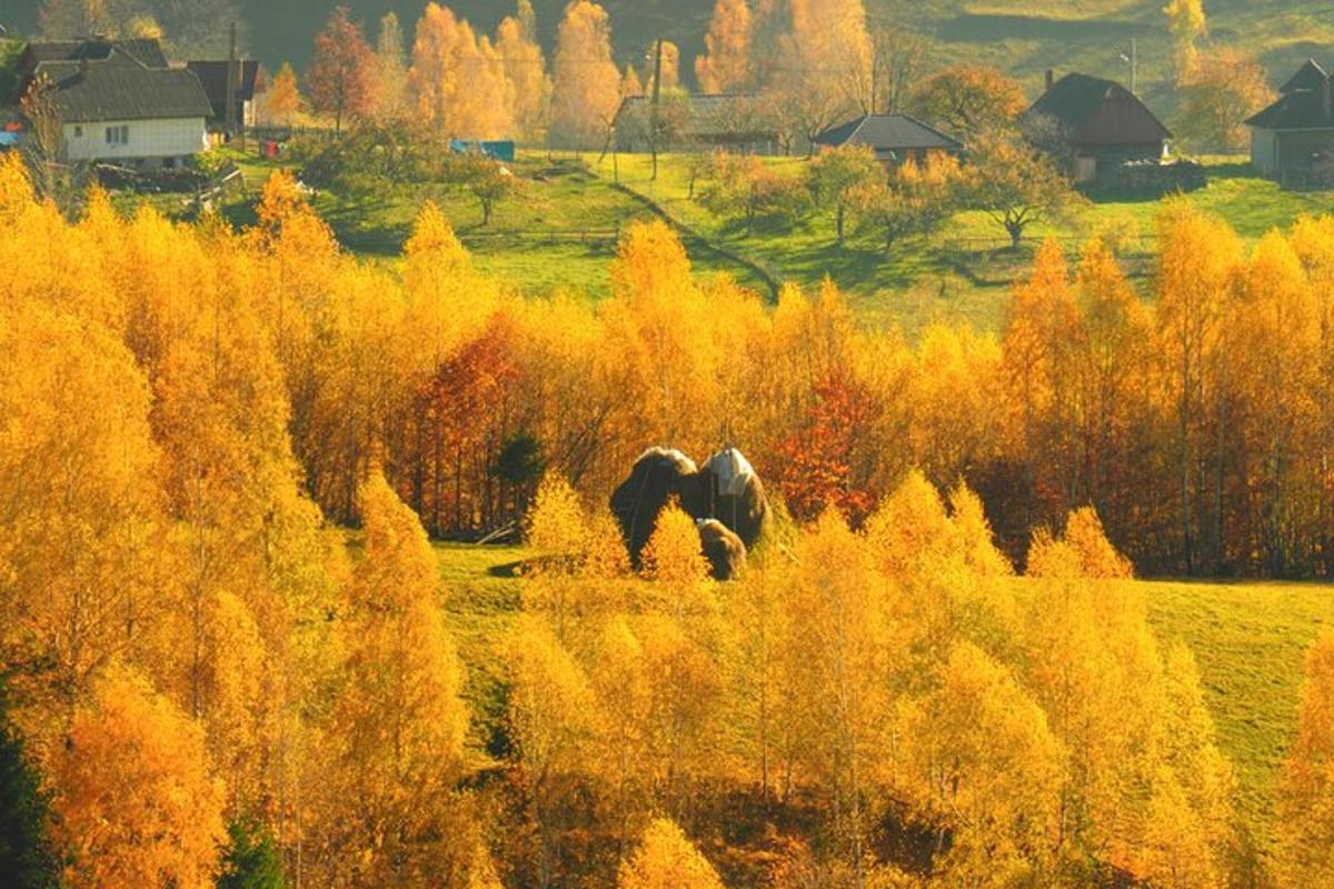 an elephant walking in a field with trees