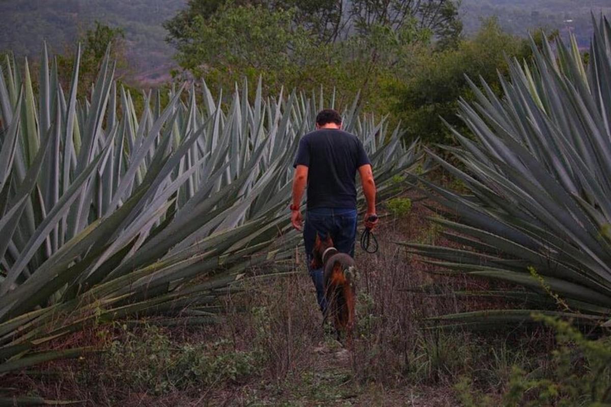 a man riding a bike through a field of agave
