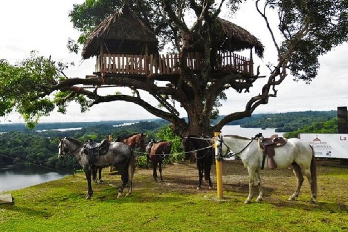 Un grupo de caballos de pie junto a un árbol.