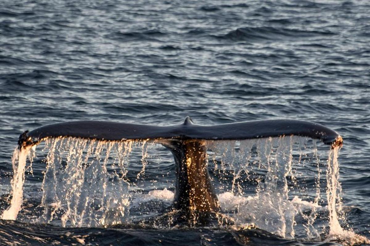 ein Buckelwal, der im Wasser schwimmt