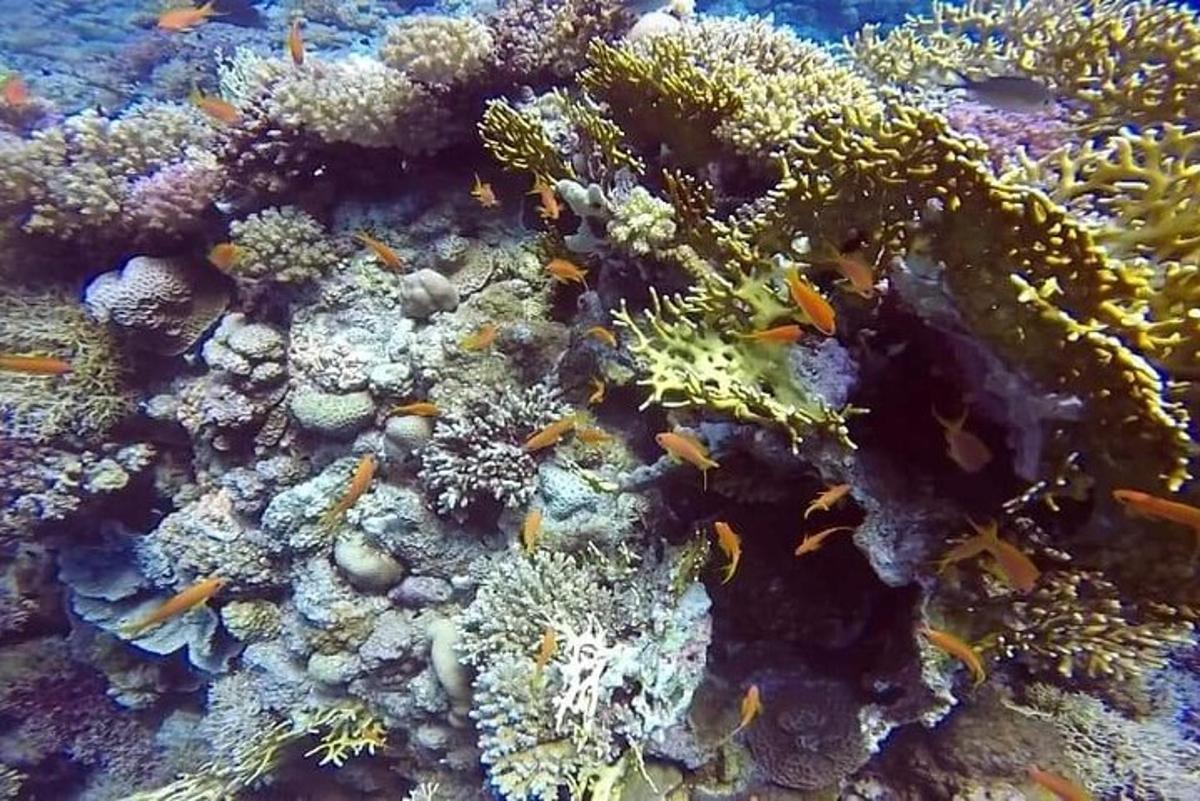 un grup de peixos en un escull de corall