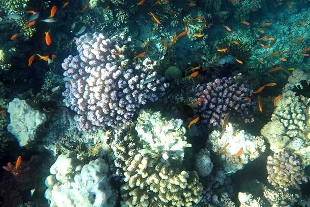 un grup de peixos nedant al voltant d'un escull de corall