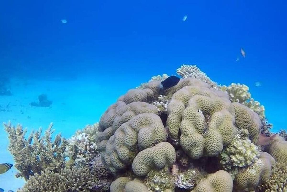 un escull de corall amb peixos a l'aigua