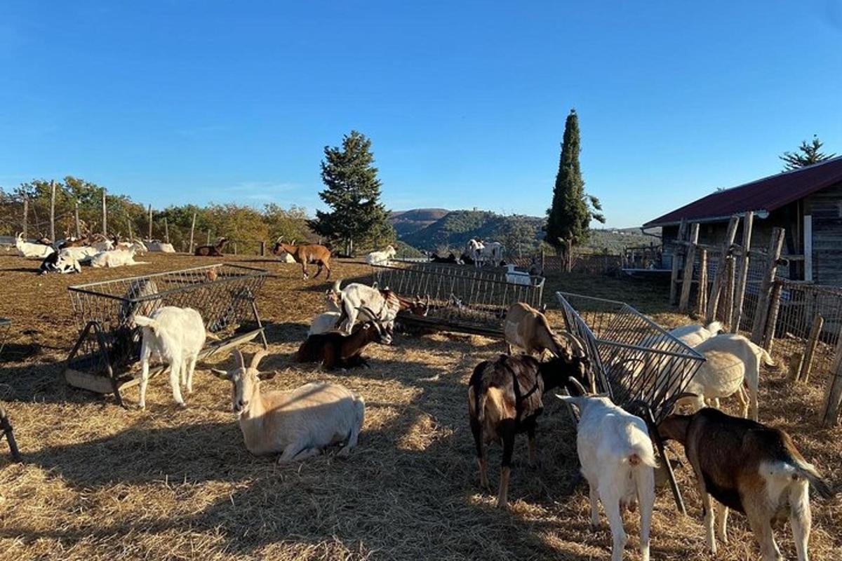 un grup de cabres pasturant en un camp