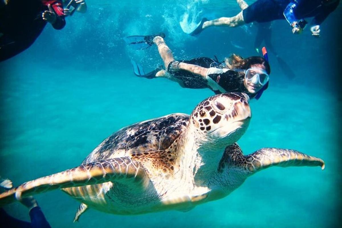 una tartaruga marina verde che nuota nell'acqua