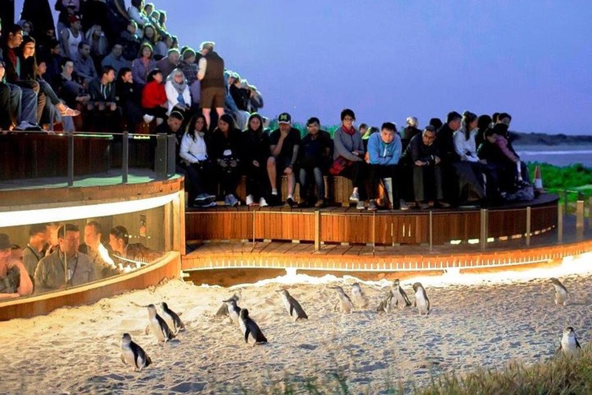 Un grupo de personas observando pingüinos en la playa.