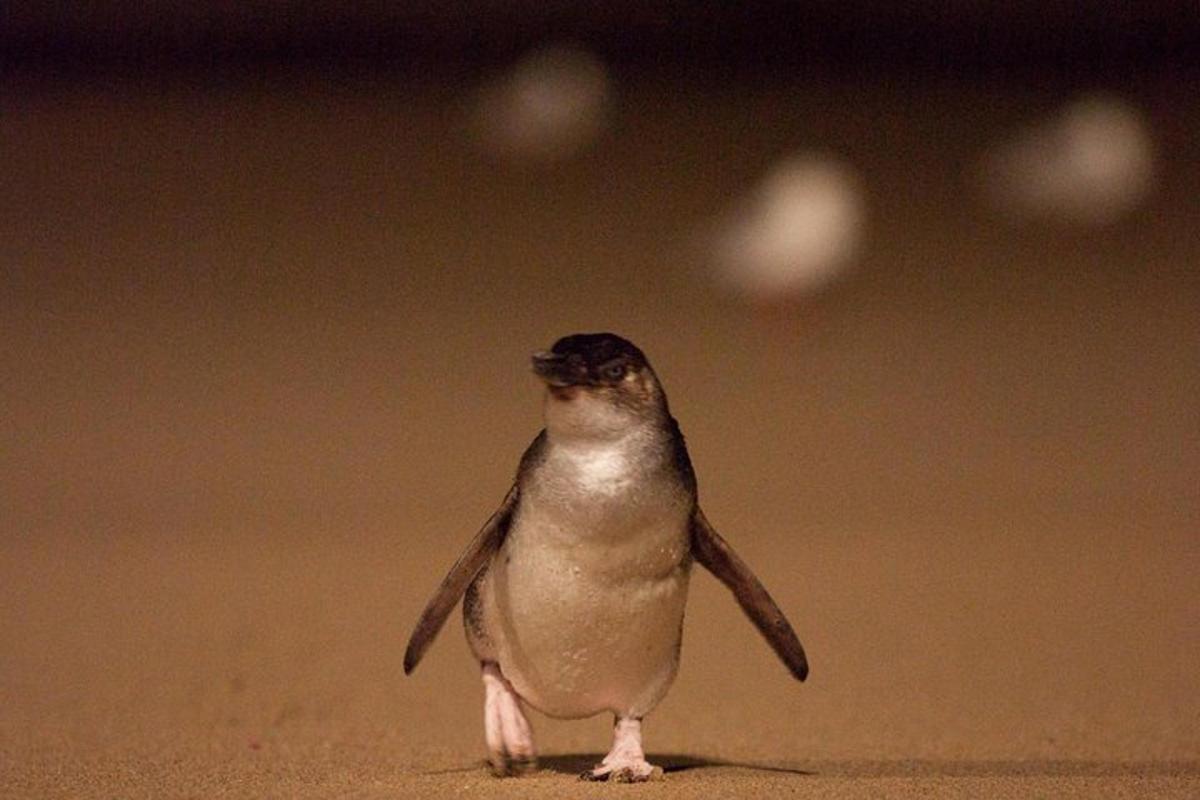 un piccolo pinguino in piedi sulla sabbia