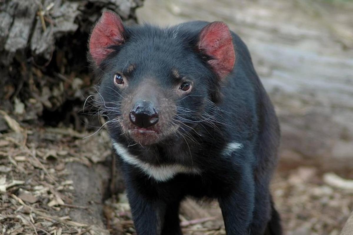 Un pequeño perro negro parado en el suelo