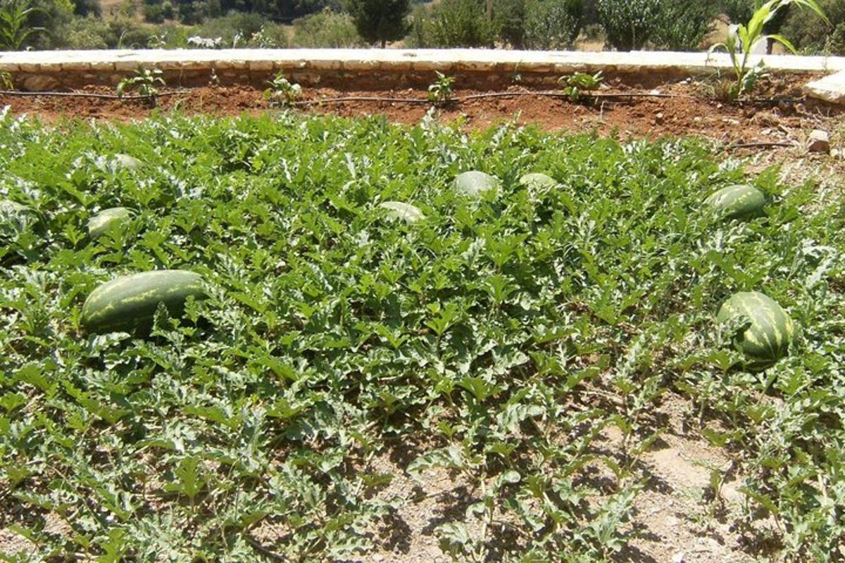 ένας κήπος γεμάτος με πολλά πράσινα λαχανικά