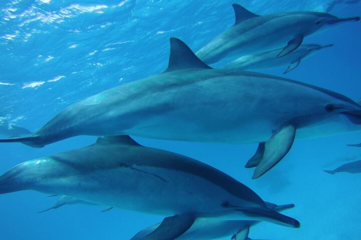 un grupo de delfines nadando en el agua
