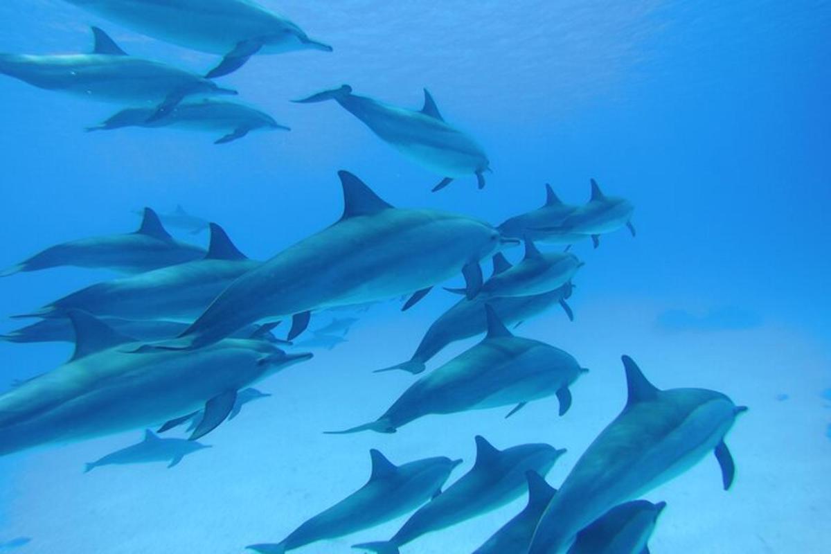 una manada de delfines nadando en el océano
