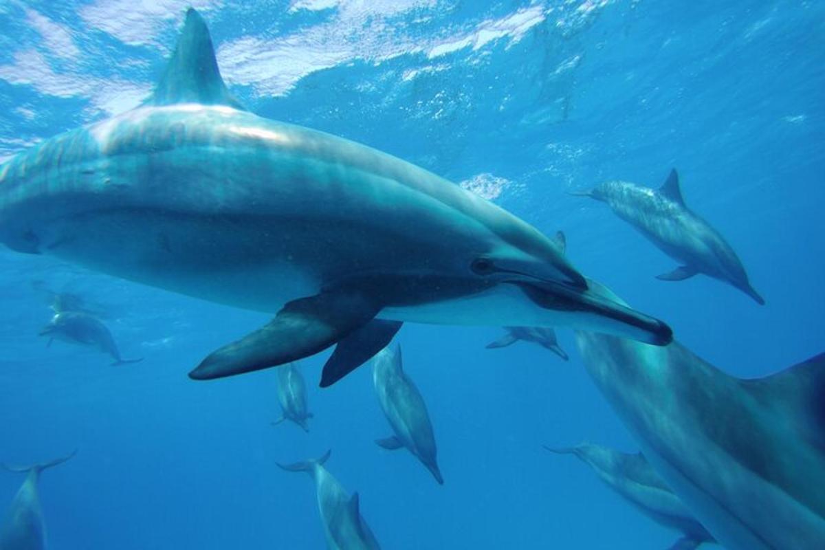 un grupo de tiburones nadando en el agua