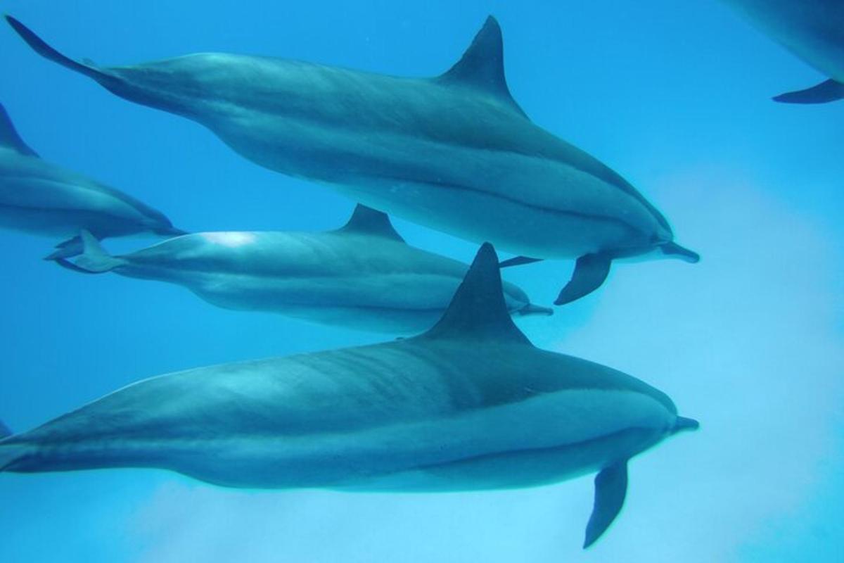 un grupo de delfines nadando en el agua