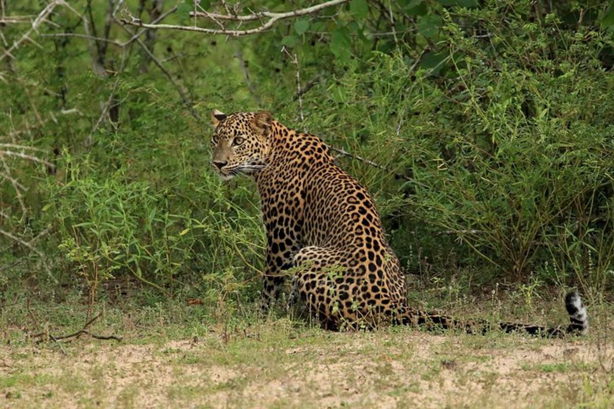 un leopardo seduto sull'erba in un campo