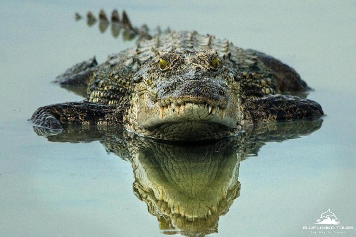 un alligatore si riflette nell'acqua