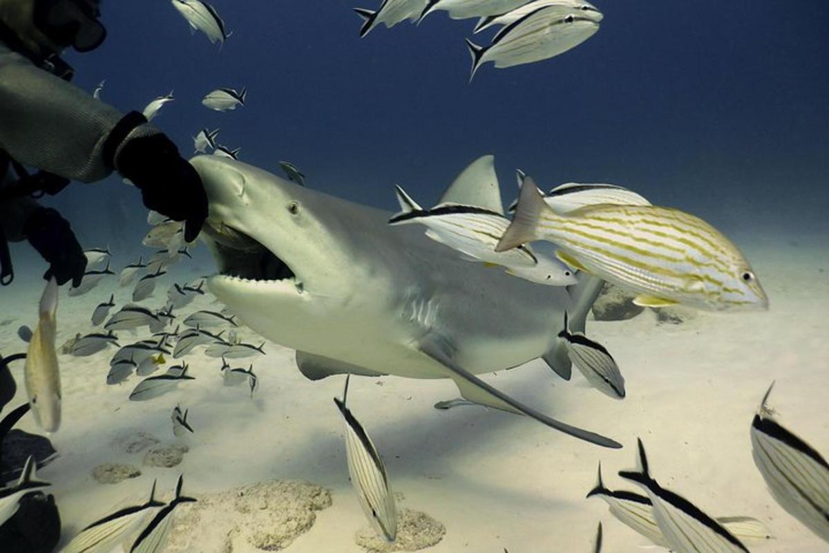 uno squalo che nuota nell'oceano con un gruppo di pesci