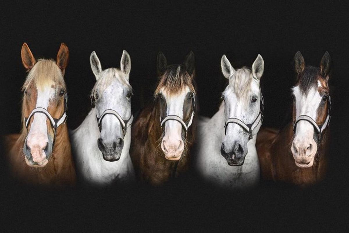a group of horses lined up in a row