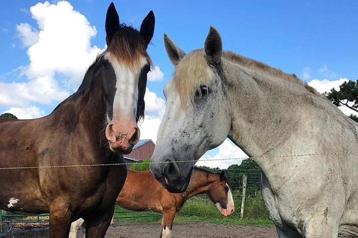 two horses standing next to each other in a field