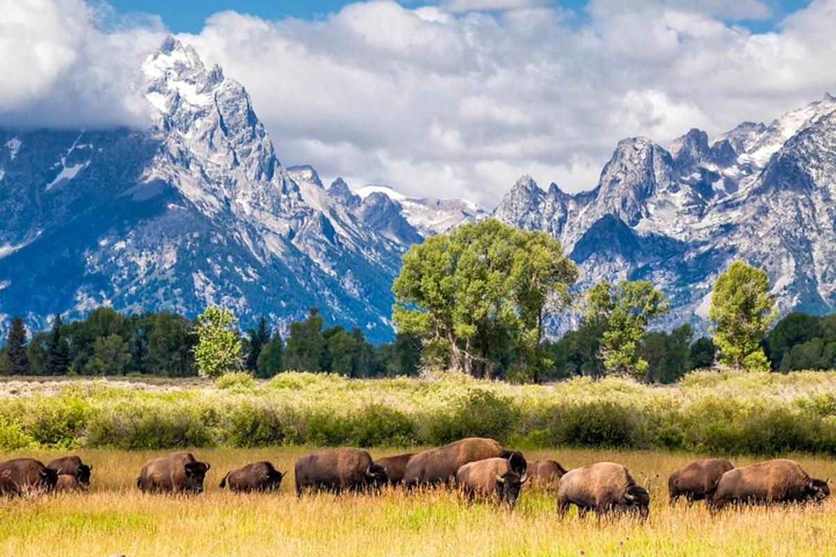 a herd of elephants walking through a field with mountains