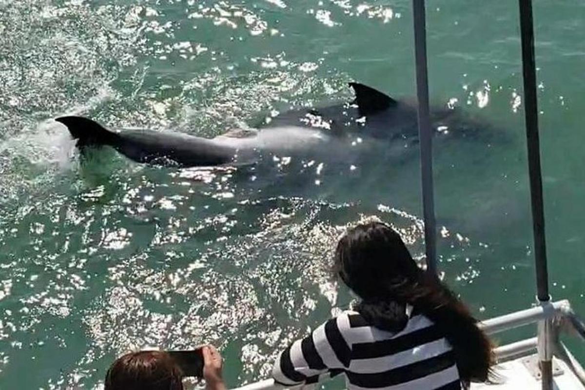 un delfin înotând în apă lângă o barcă