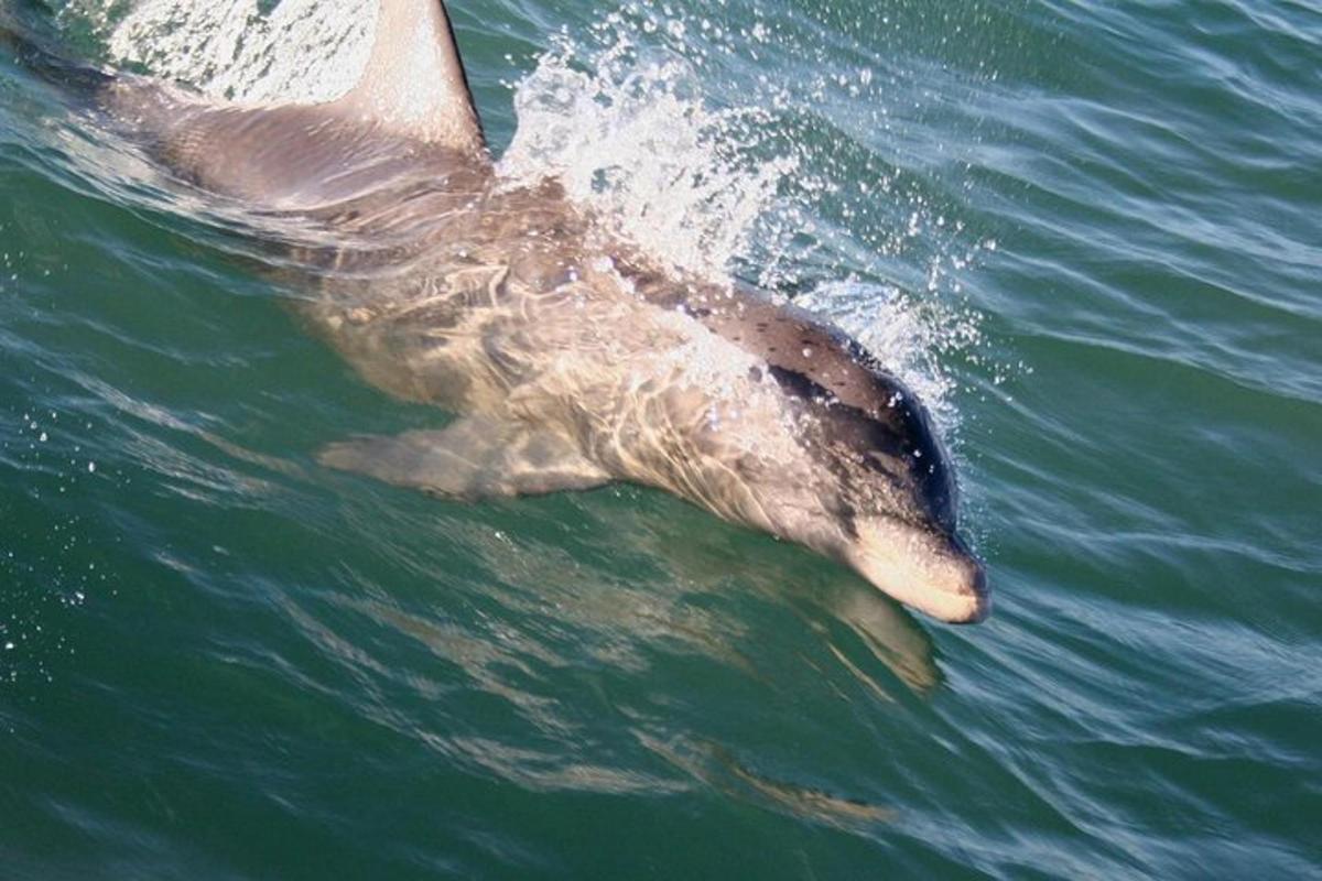 un delfin înoată în apă