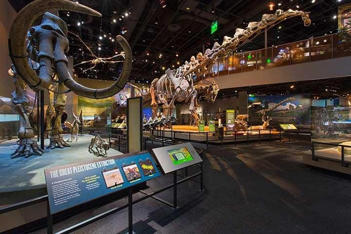 a dinosaur exhibit in a museum with a dinosaur skeleton