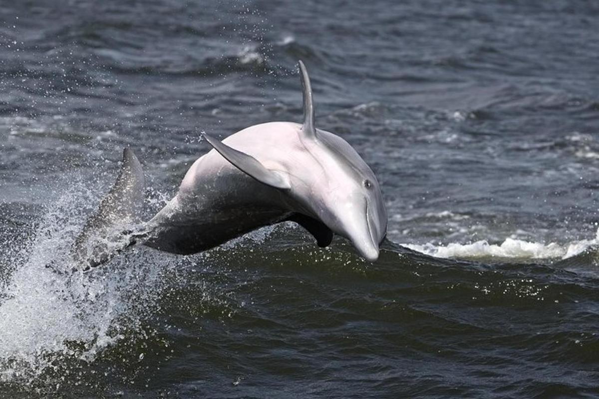 a dolphin jumping out of the water