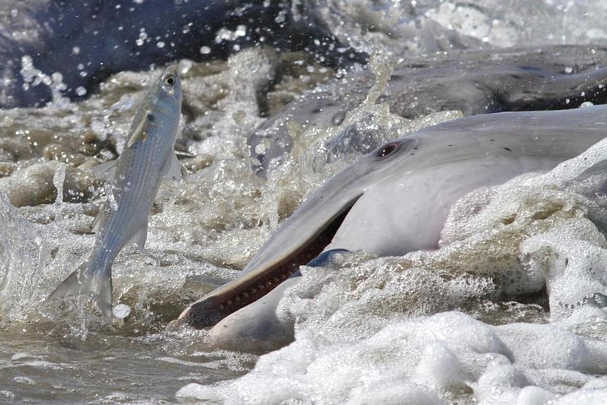 a dolphin in the water with a fish in its mouth
