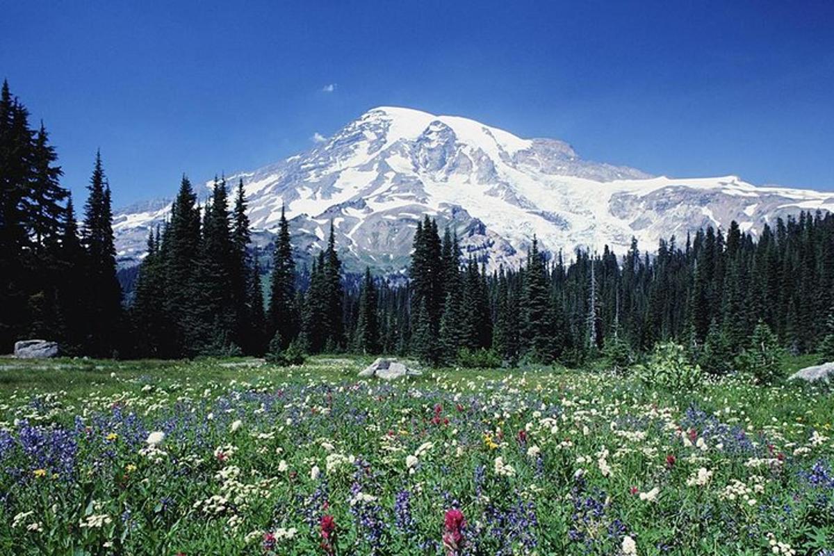 a field of flowers in front of a snow covered mountain
