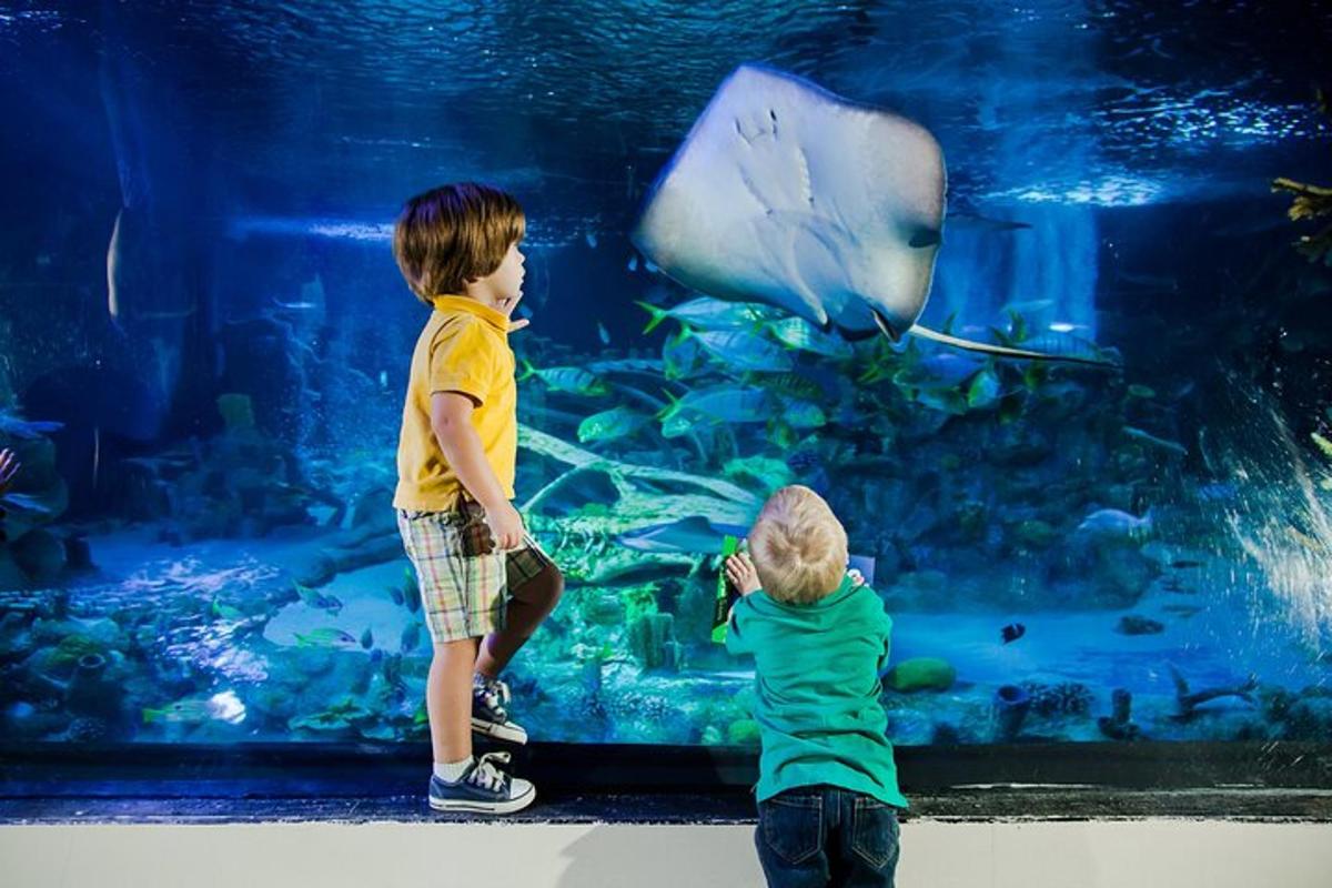two young boys looking at fish in an aquarium
