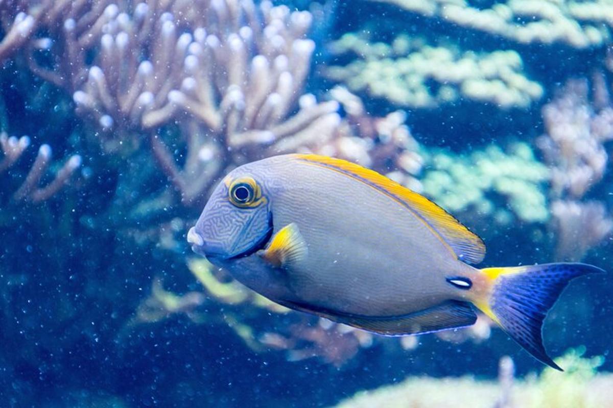 a blue and yellow fish in an aquarium