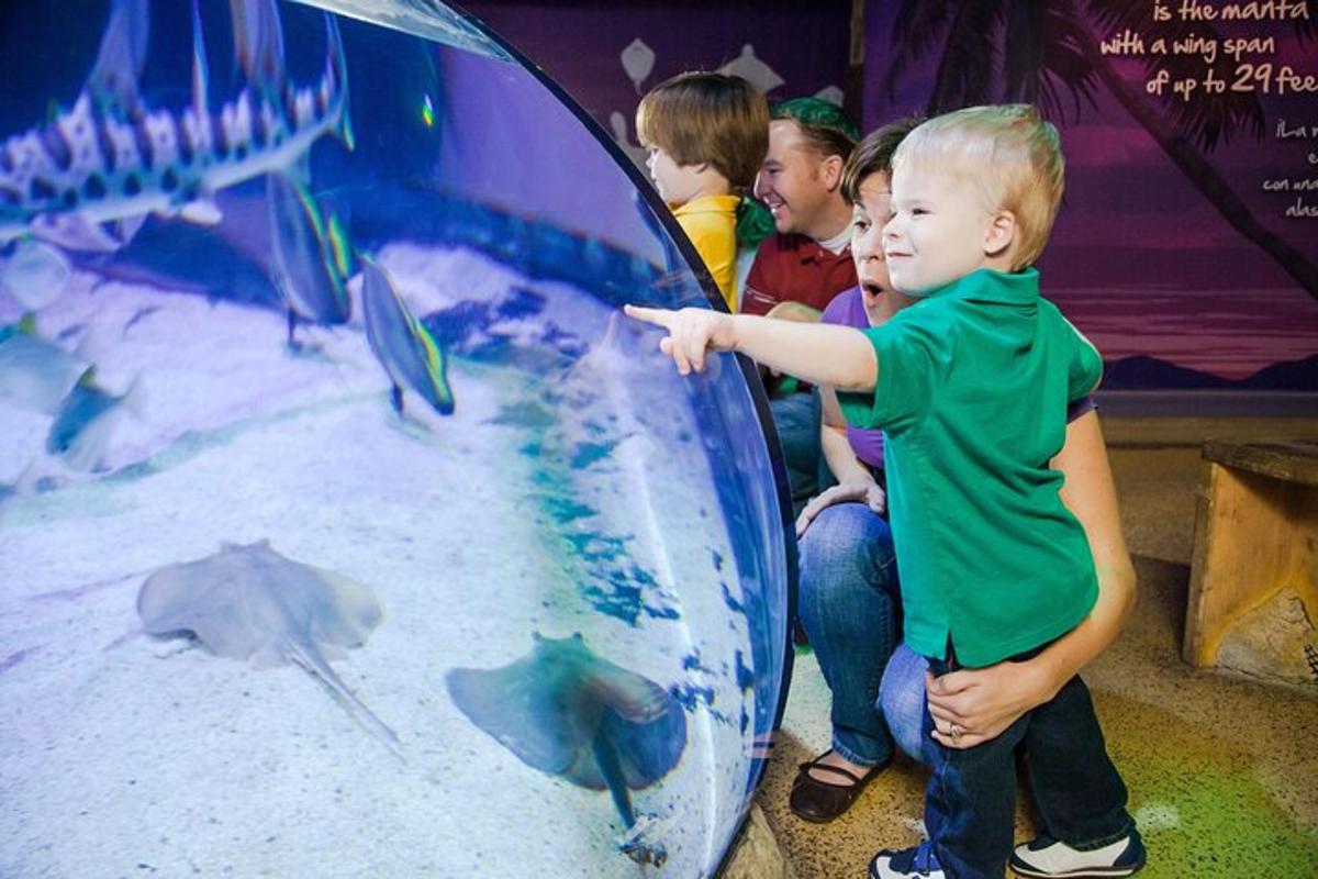 a young boy pointing at fish in a aquarium