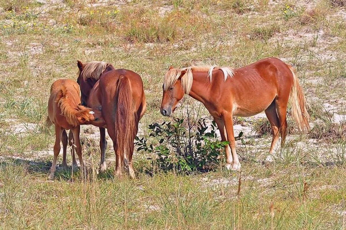 three horses standing in a field of grass