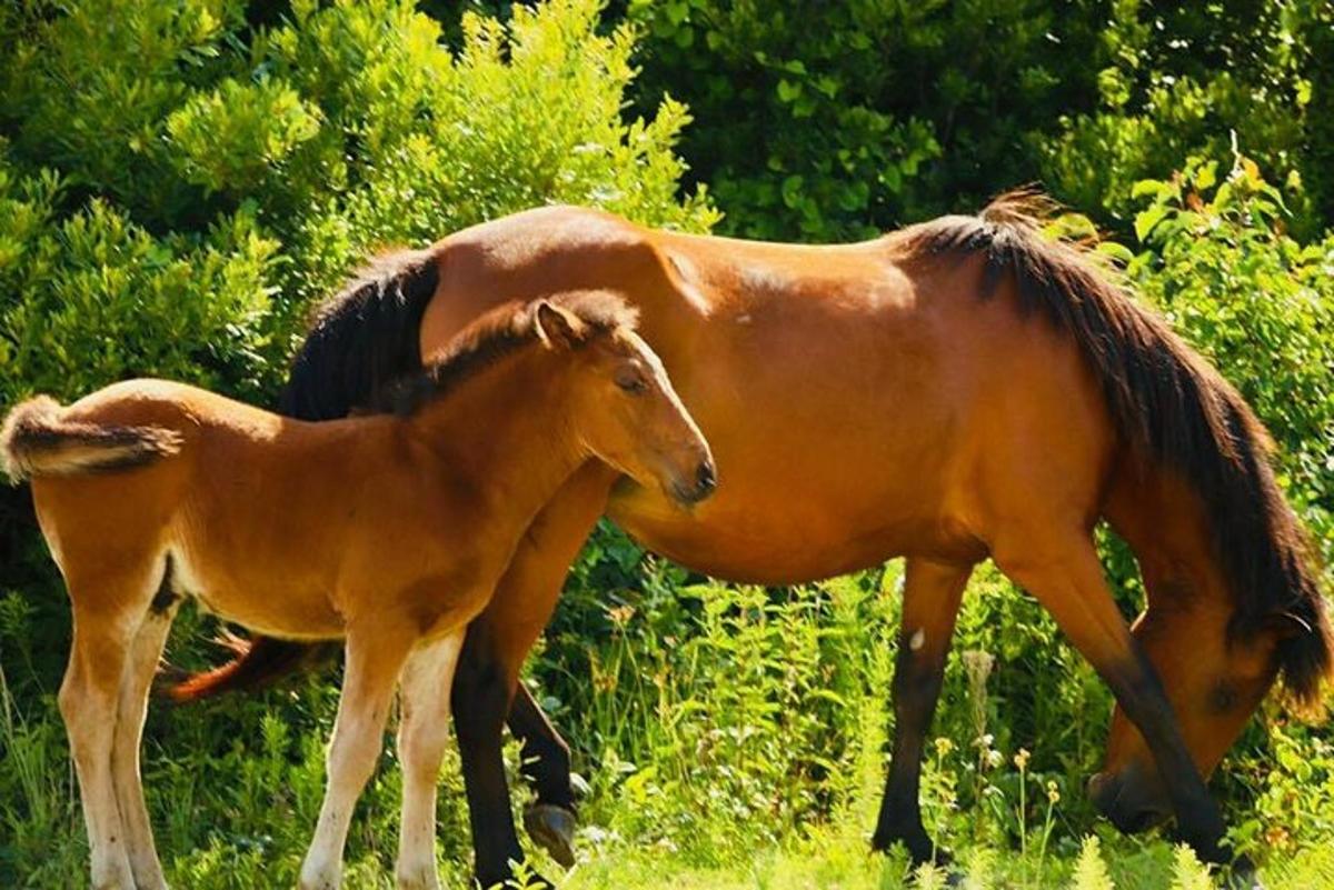 a horse and a baby horse standing in a field