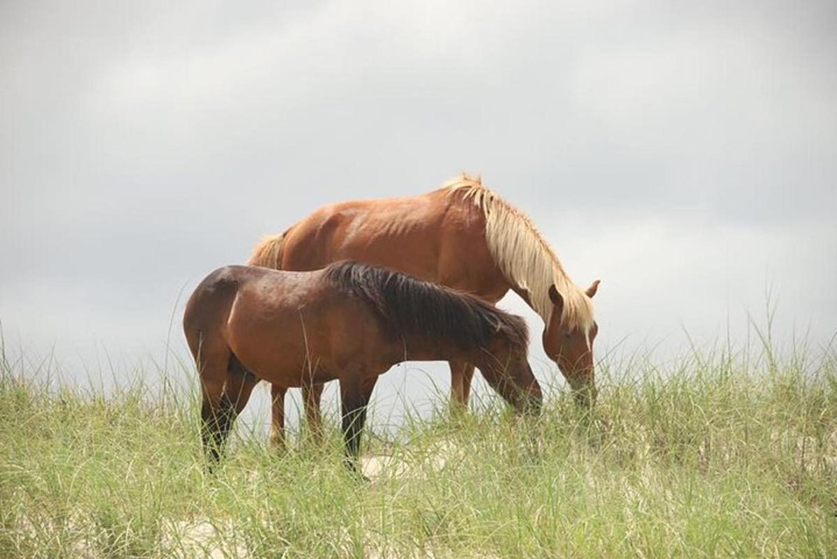 two horses grazing in a field of tall grass