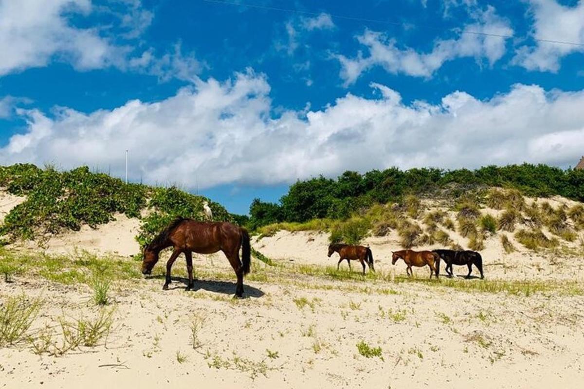 a group of horses grazing on the sand on a beach
