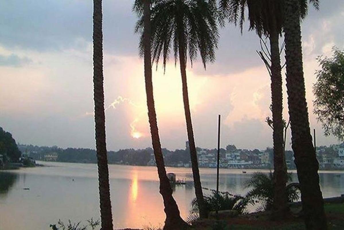 a group of palm trees in front of a body of water