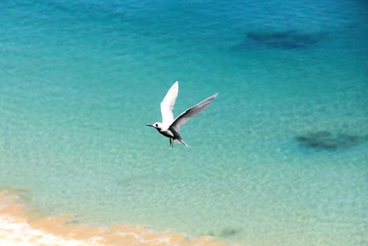 a bird flying in the sky over the ocean