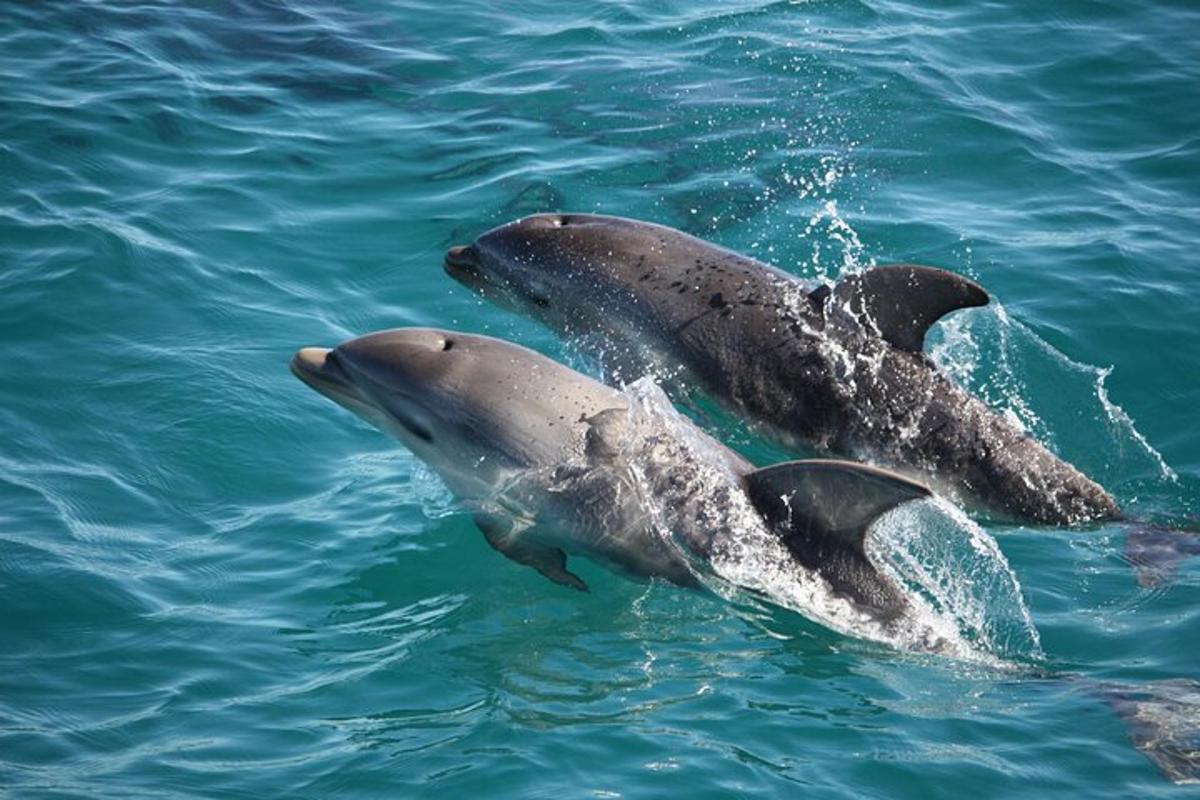 zwei Delfine schwimmen im Wasser