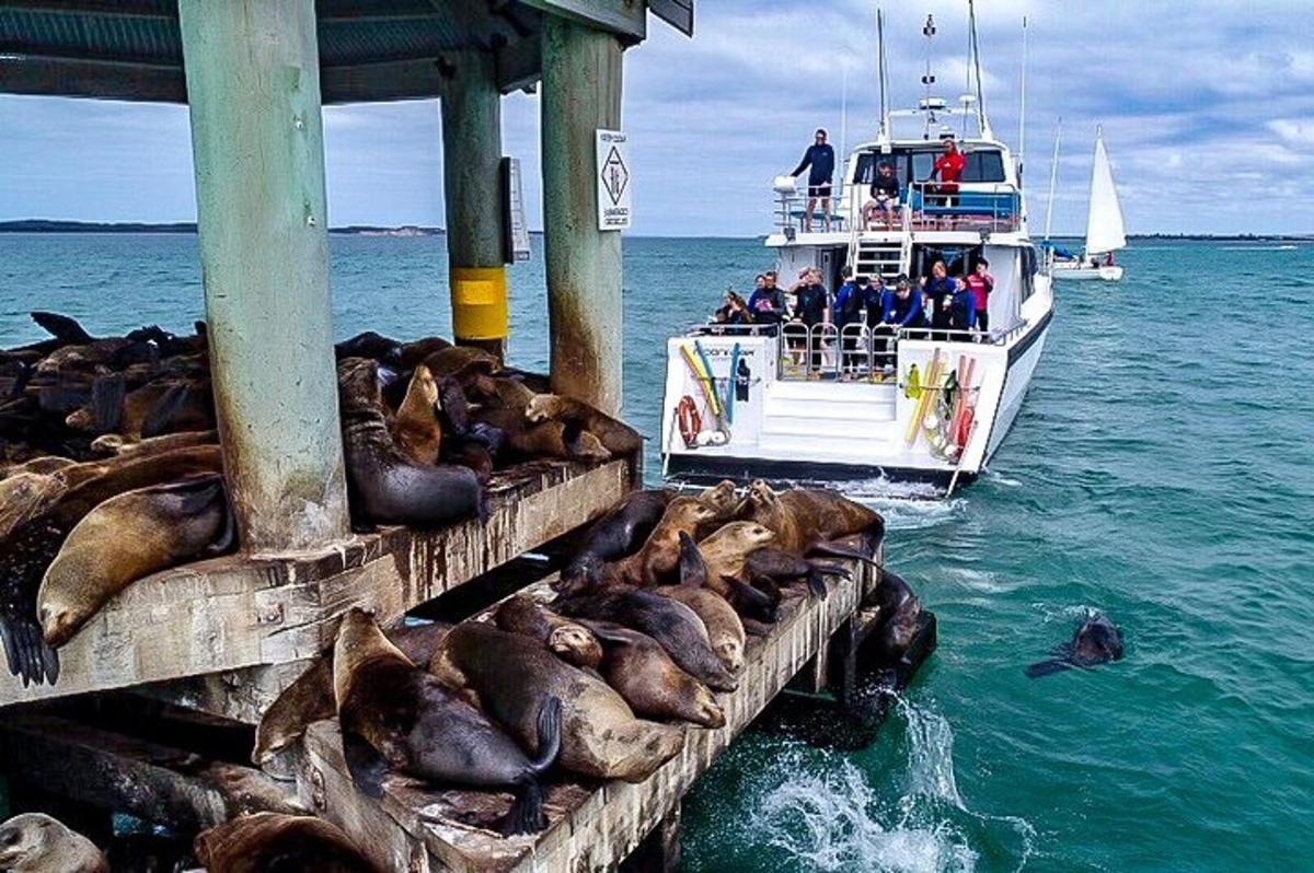 eine Gruppe Robben auf einem Boot neben einem Pier