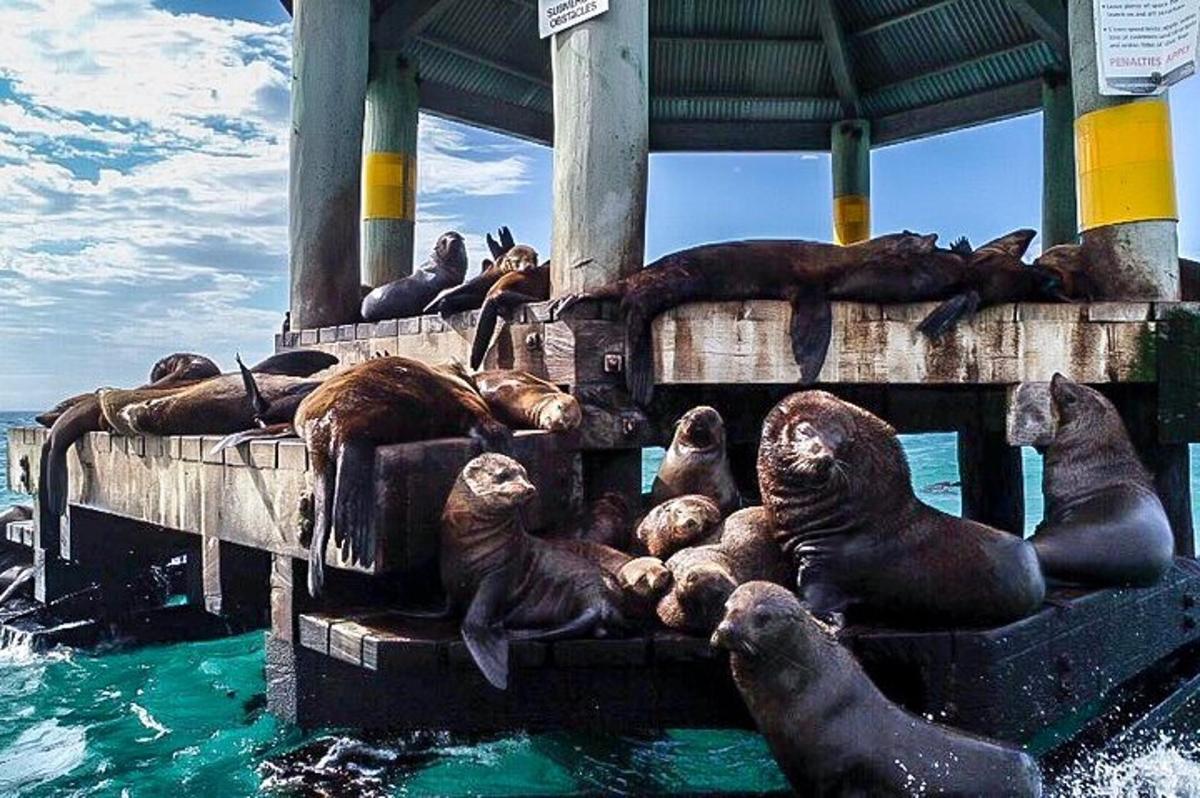eine Gruppe von Robben im Wasser in der Nähe eines Piers