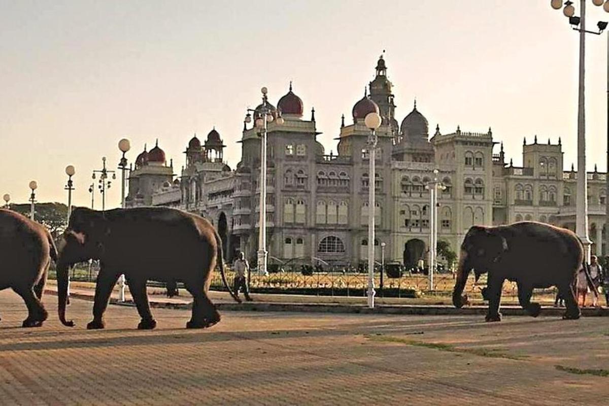a group of elephants walking in front of a large building