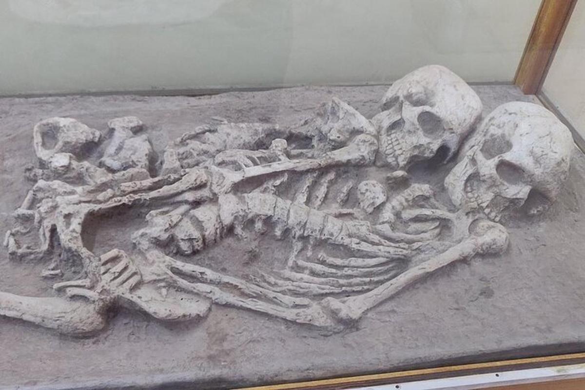 a fossil of a skeleton on display in a museum
