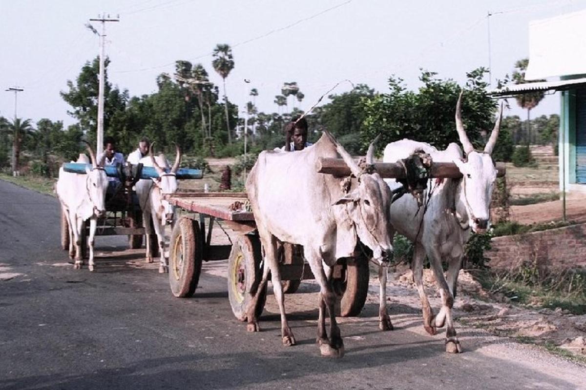 a group of oxen pulling a cart down a road
