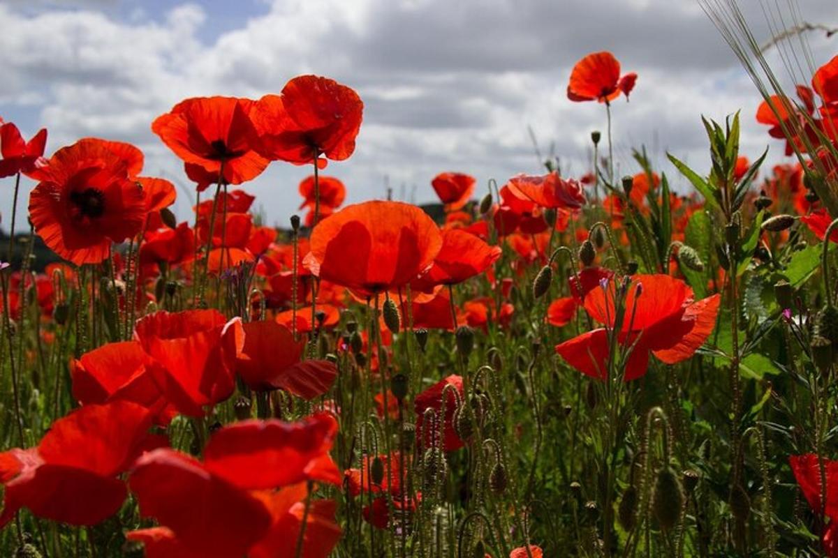 Un campo de amapolas rojas en un campo